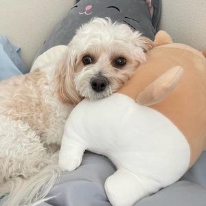 Hello! I’m Mochi! I like to buy and sell cute clothes!